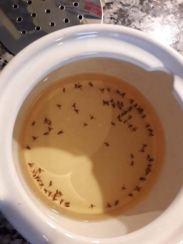 Kleine Schale, große Wirkung